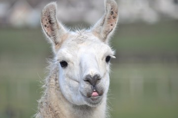 Fototapeta premium Llama