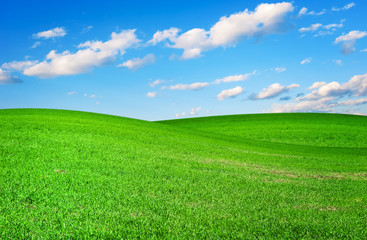 Meadow with a young green grass and the blue sky with clouds