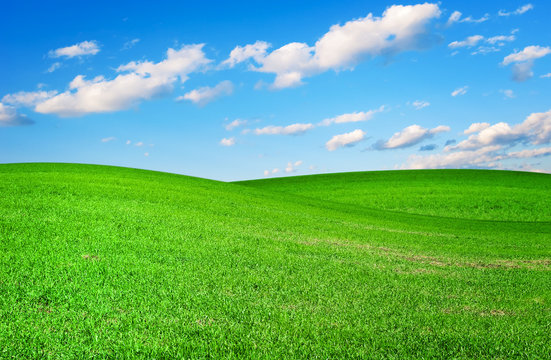 Meadow with a young green grass and the blue sky with clouds