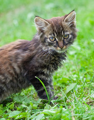 gray kitten against a green grass