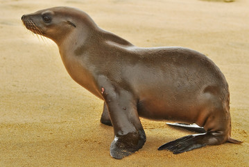 Obraz premium Sealion Pup Profile
