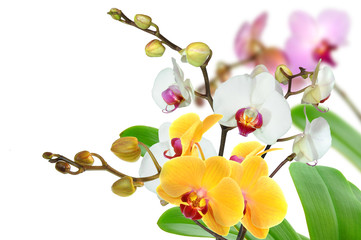 Naklejka na ściany i meble Orchideen 65