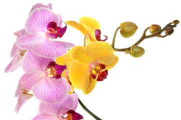Orchideen 49