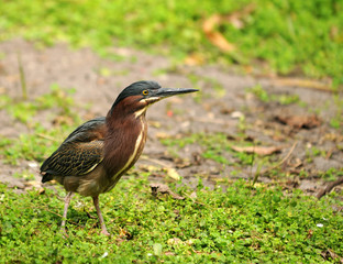 Obraz premium Green heron