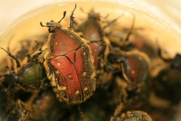 chafer