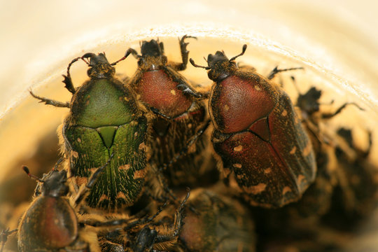 chafer
