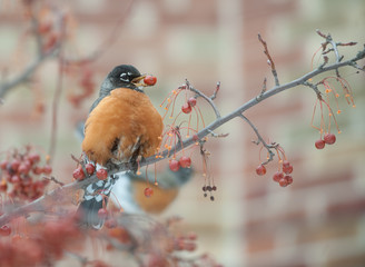 American robin feeding in berry tree