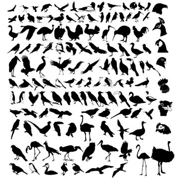 collection of bird