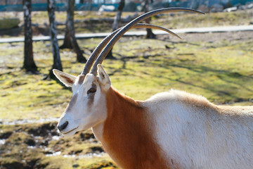 antilope