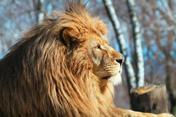 leone