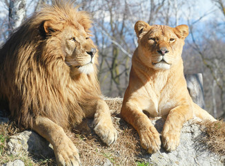 Plakat Lew i lwica