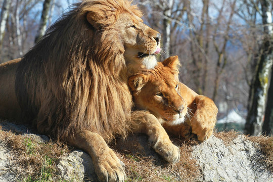 leone e leonessa