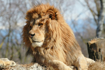 leone