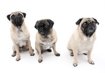 Obraz premium Three Pugs Isolated