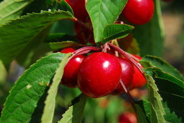 Cerises rouge