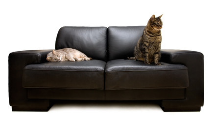 cats on a sofa - 20684400
