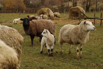 brebis et agneau