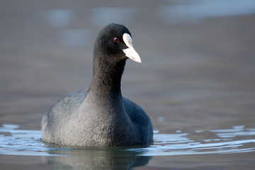 Bläßhuhn