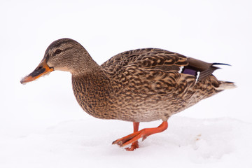 Ente im Schnee