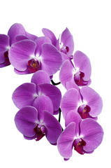 Fototapeta na wymiar Orchid 2