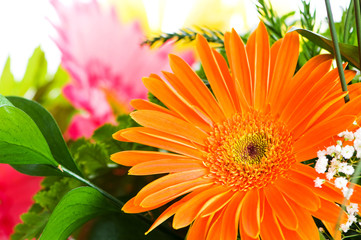 Orange gerbera flower agaisnt green blurred background