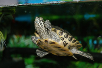 Żółw w akwarium © icebax