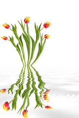 Fototapeta na wymiar Tulip Flower Abstract