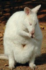 White Bennett's wallaby (Macropus rufogriseus) © belizar