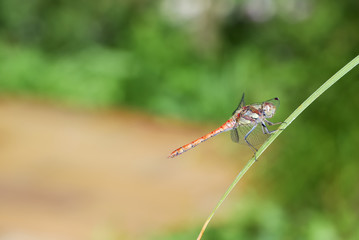 Red dragonfly