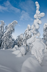 Schneelandschaft