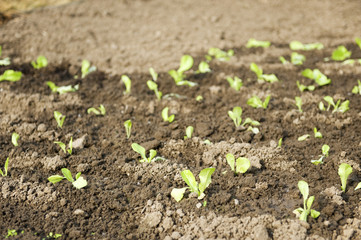 Young lettuce