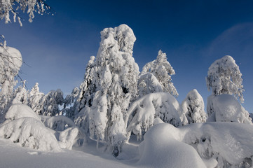 Verschneiter Wald
