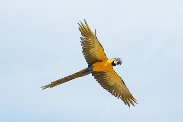 vol du perroquet © setheldryn