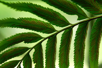 Naklejka premium foglie 349