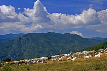Fototapeta na wymiar Pastwiska duży Molise