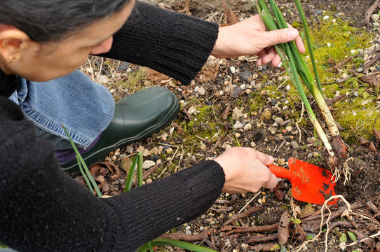 Une femme au jardin