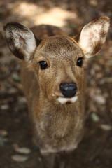 鹿の眼差し