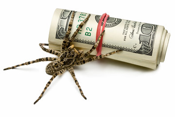 Venomous spider stand guard of cash isolated on white