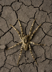 Obraz premium Deadly danger spider in wasteland