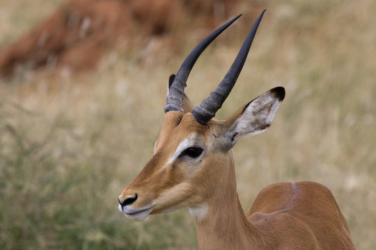 Impala maschio Tanzania