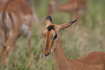 Impala femmina Tanzania Tarangire