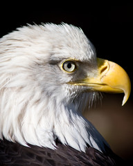 Bald eagle
