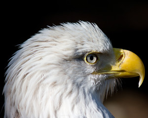 Bald eagle