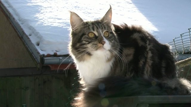 Maine coon dans le vent