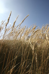 Fototapeta premium Wheat field