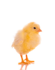cute baby chicks