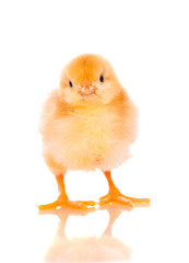 Obraz premium cute baby chicks