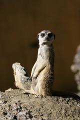 Suricate or Meerkat
