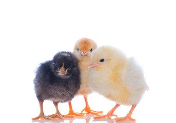 cute baby chicks