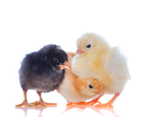 cute baby chicks